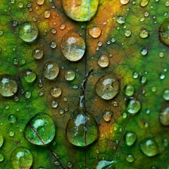 CelticBrooch/Pendant - Deep Red Cabachon Stones - Picture 2 of 7